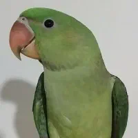 جوجه شاه طوطی پرورشی تازه دونخور...