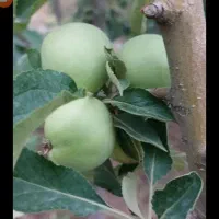 پیشک ۱ باغچه زمین