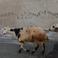 قوچ بره ماده میش