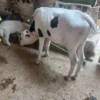 گوساله