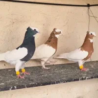 ۳تا کبوتر طوقی باهم