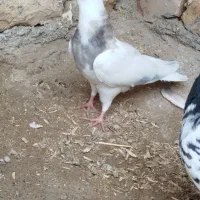به دلیل به مکانی و بی پولی