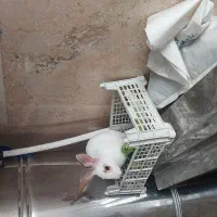 خرگوش بازیگوش