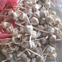 سیر|عمده‌فروشی|بهار, |دیوار