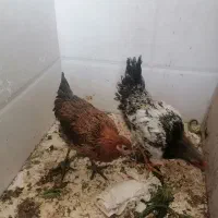 مرغ و‌خروس