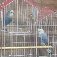 طوطی کوتوله
