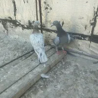 هفترنگ