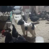 فروش فوری مرغ تخم کن