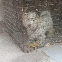 سگ پاکوتاه خونگی کسی خواست چت پیام بده
