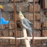 عروسک هلندی