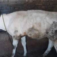 بلژیک
