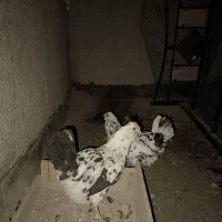 مرغ گلین