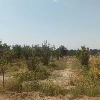 باغ