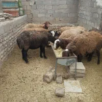 میش بره|حیوانات مزرعه|جوکار, |دیوار