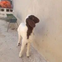 بره نر