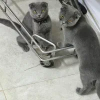 گربه اسکاتیش چهار ماهه هر دو ماده