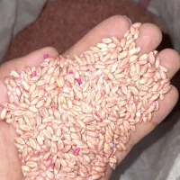 بذر اوکراینی اصلاح شده