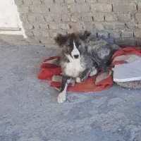 فروش سگ