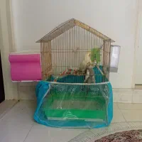 یک جفت عروس هلندی