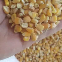 نمک|لوازم جانبی حیوانات|کبودرآهنگ, |دیوار