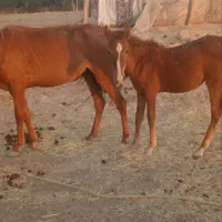 اسب وکره