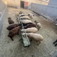 ۲۲راس بره نر سبک دورگ