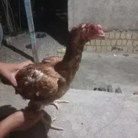 مرغ لاری