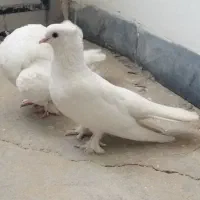 کبوتر یالی