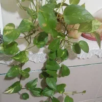 گل زینتی|گل و گیاه طبیعی|نجفآباد, امام خمینی|دیوار