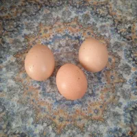 تخم مرغ محلی