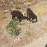 بره شیری افشاری