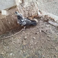 کبوتر|پرنده|تبریز, |دیوار