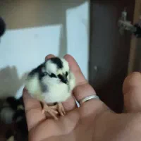 جوجه دورگه بومی اصلاح نژاد شده