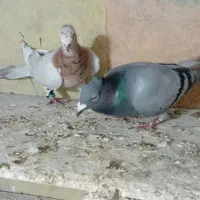 کبوتر|پرنده|شیروان (خراسان), |دیوار
