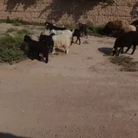 بزغاله نر شیش عدد