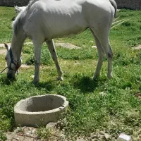 اسب  مادیان
