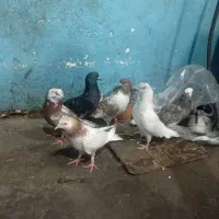 کبوتر