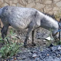 حیوان الاغ