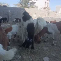 فروش بز کهره گوسفند