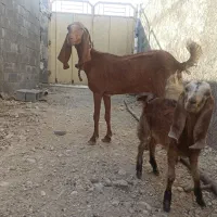 بز دورگ