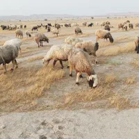 57راس میش داشتی