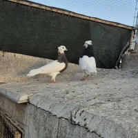 جفت طوقی ۷۰۰