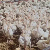 جوجه بوقلمون بیوتی و برنز تخم نطفه دار بوقلمون