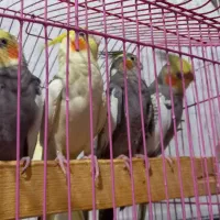عروس هلندی