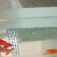 آب شیرین لابستر