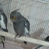 عروس هلندی گم شده