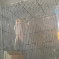 عروس هلندی نر بالغ مست مست