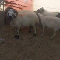 قوچ