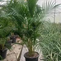 کارگرساده رشت شهرک گلخانه ای