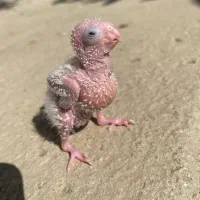 جوجه گیرینچیک سرلاکی آناناسی